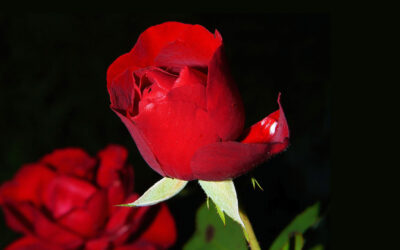 Valentine’s Day Intimate Gathering