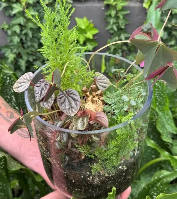Golden Graveyard Terrarium Workshop